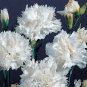 Dianthus caryophyllus Grenadin White 500 seeds