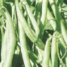 Bean Kentucky Wonder Green (Pole) 250 seeds