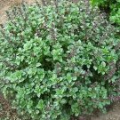 Basil Bush 1,000 seeds