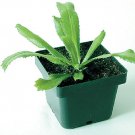 Cilantro Spiny (Culantro) 500 seeds