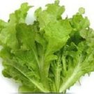 Lettuce Oak Leaf 2,500 seeds