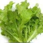Lettuce Oak Leaf 2,500 seeds