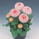 Bellis perennis Tasso PL Strawberries and Cream 500 seeds