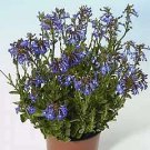Lobelia valida Delft Blue PL 100 seeds