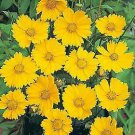 Coreopsis-lanceolata Mayfield Giants 1,000 seeds