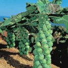 Brussels Sprouts Jade Cross 500 seeds