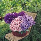 Lisianthus Echo Mix 500 seeds