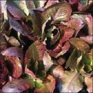 Lettuce Rouge de Hiver 5,000 seeds
