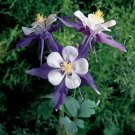 Aquilegia Swan Violet-White 100 seeds