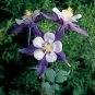 Aquilegia Swan Violet-White 100 seeds