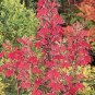 Lobelia fulgens Illumination 1,000 seeds