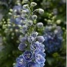 Delphinium Delphina Light Blue White Bee 250 seeds