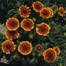 Gaillardia aristata Dazzler 250 seeds
