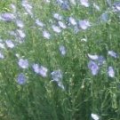 Linum (Flax) lewisii 1,000 seeds