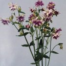 Aquilegia vulgaris Barlow Christa 250 seeds