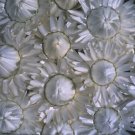 Helichrysum Monster White 1,000 seeds