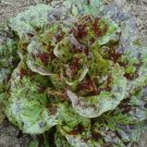 Lettuce Mayan Jaguar 500 seeds