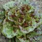 Lettuce Mayan Jaguar 500 seeds