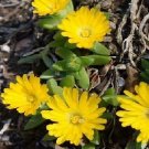 Delosperma congestum 100 seeds