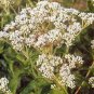 Eupatorium perfoliatum 1,000 seeds