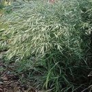 Bromus macrostachys 1,000 seeds