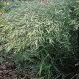 Bromus macrostachys 1,000 seeds