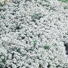 Iberis sempervirens Snow White 500 seeds