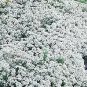 Iberis sempervirens Snow White 500 seeds