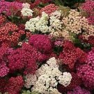 Achillea millefolium Flowerburst Red Shades 500 seeds