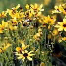 Coreopsis tripteris 250 seeds