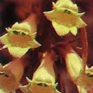 Digitalis-lutea 1,000 seeds