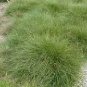 Carex praegracilis 1,000 seeds