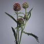 Cynara cardunculus 500 seeds