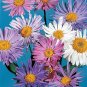 Aster alpinus Benary's Trimix 500 seeds