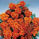 Marigold Safari Scarlet 1,000 seeds