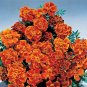 Marigold Safari Scarlet 1,000 seeds