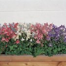 Aquilegia Spring Magic White 100 seeds