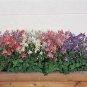 Aquilegia Spring Magic White 100 seeds