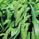 Millet Ornamental Lime Spray 1,000 seeds