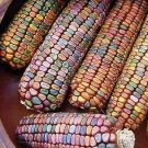 Corn Earth Tones Dent (Ornamental) 250 seeds