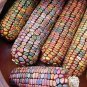 Corn Earth Tones Dent (Ornamental) 250 seeds