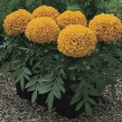 Marigold Antigua Orange 250 seeds