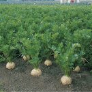 Celeriac Brilliant 250 seeds
