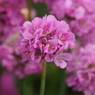Armeria pseudarmeria Ballerina Lilac 250 seeds