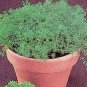 Chamomile Perennial (Roman) 5,000 seeds