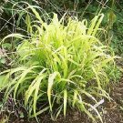 Milium effusum Aureum 250 seeds