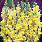 Antirrhinum braun-blanquetii 1,000 seeds
