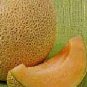 Cantaloupe Early Delicious 51 500 seeds