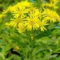 Chrysopsis villosa 250 seeds