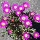 Delosperma sutherlandii 100 seeds